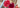 Fire vs. Color: Why Your Deep Ruby Doesn't Sparkle Like a Diamond (And What to Choose Instead)