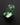 Hand-cut blue-green lab-grown sapphire loose gemstone in Marco Voltolini Squilliant faceting design-3